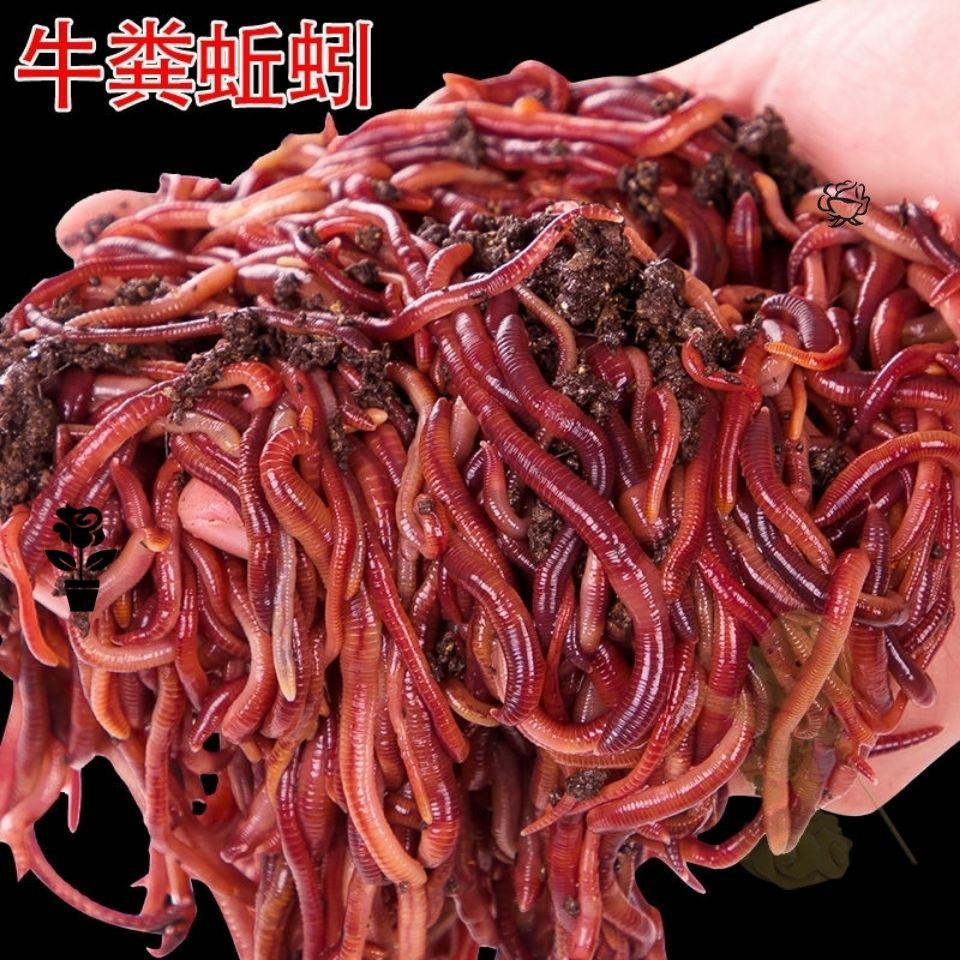 新款蚯蚓活饵大号特大鲜活红虫诱饵鲫鱼散装钓鱼饵料垂野钓盒装蚯,户外/登山/野营/旅行用品,活饵/谷麦饵等饵料,淘宝优惠券,粉丝福利购,淘宝优惠卷