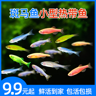 红蓝黄斑马鱼热带鱼群游观赏鱼活小鱼好养草缸新手小型彩群接吻鱼