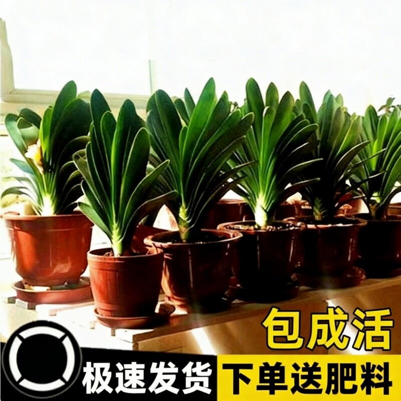 君子兰盆栽精品老苗四季开花好养花卉植物室内绿植批发特价小苗