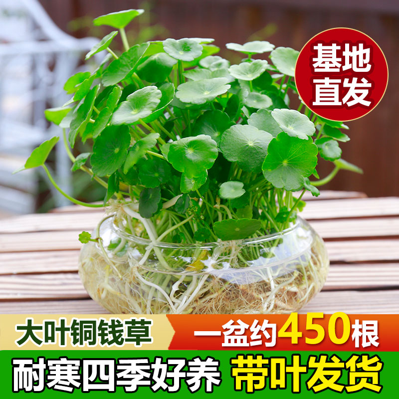 四季好养铜钱草水培盆栽绿植物客厅办公室内花卉绿萝水养金钱草籽