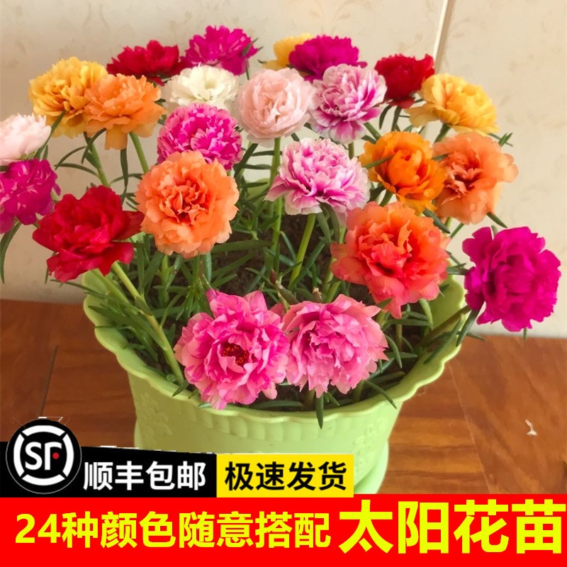 太阳花苗盆栽带花苞混色重瓣花卉观花植物室内花带根阳台四季开花