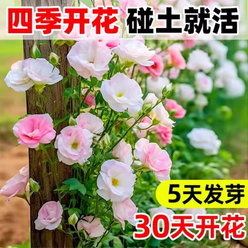 进口重瓣洋桔梗花种籽四季播种开花易活花卉种孑室内外花种子大全