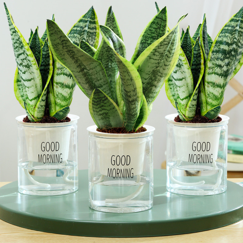 金边虎皮兰虎尾兰盆栽花卉多肉水培植物绿植室内吸四季常青客厅