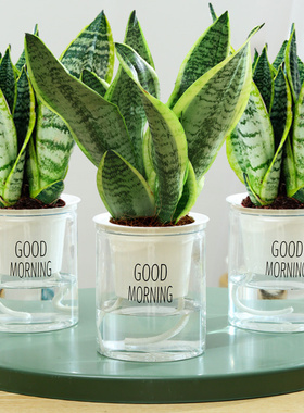 金边虎皮兰虎尾兰盆栽花卉多肉水培植物绿植室内吸四季常青客厅