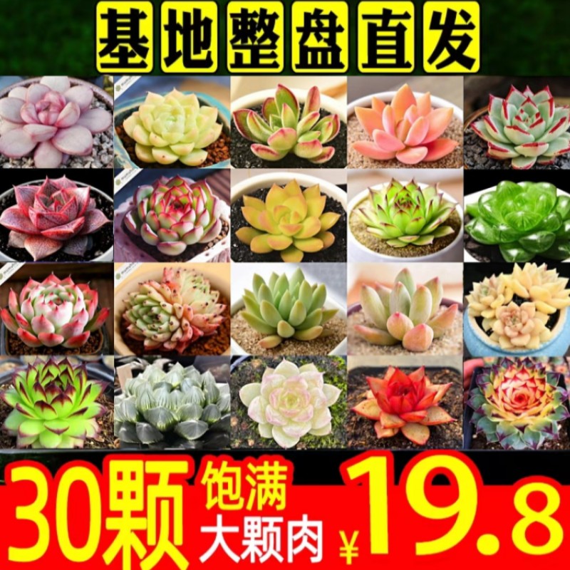 多肉植物大颗好养绿植生石花室内精品老桩肉肉稀有品种花卉小盆栽
