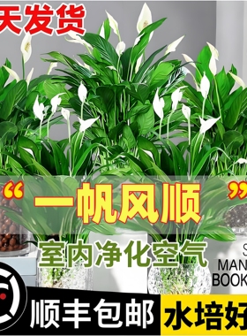 白掌一帆风顺盆栽水培植物绿萝箩花卉室内花绿植红掌发财树好养活