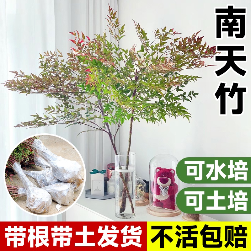 南天竹盆栽客厅水养火焰南天竹树苗水培植物落地老桩带根绿马醉木