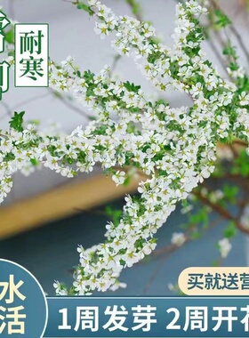 雪柳干枝鲜枝水培雪柳干支盆栽水养鲜切花年宵花束枝条树苗喷雪花