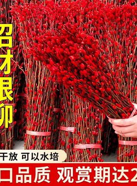 七彩银柳真花红色鲜枝年宵花卉福桶银柳耐寒植物干花室内装饰花束