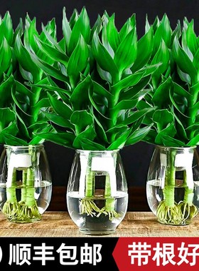 观音竹富贵竹水养玻璃花瓶水培盆栽植物室内客厅绿植花卉四季常青