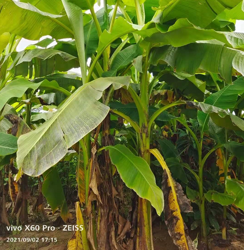 芭蕉树苗 芭蕉苗 芭蕉树 绿天扇仙甘蕉芭蕉苗芭蕉树庭院绿植包邮