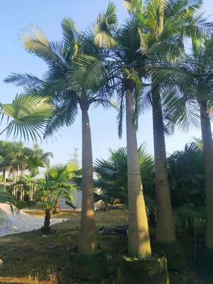 热带室外植物大王椰子带土球发货