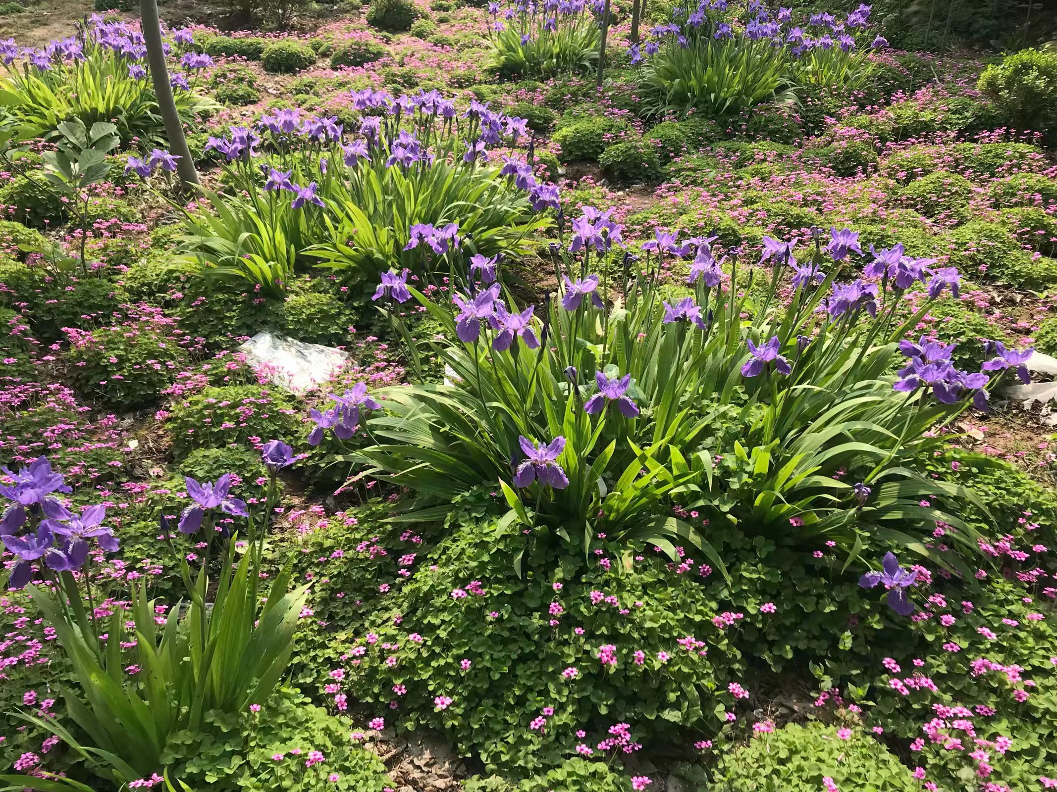 多年生鸢尾花草本地被植物