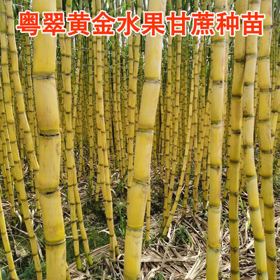 广西水果黄金甘蔗种苗黄