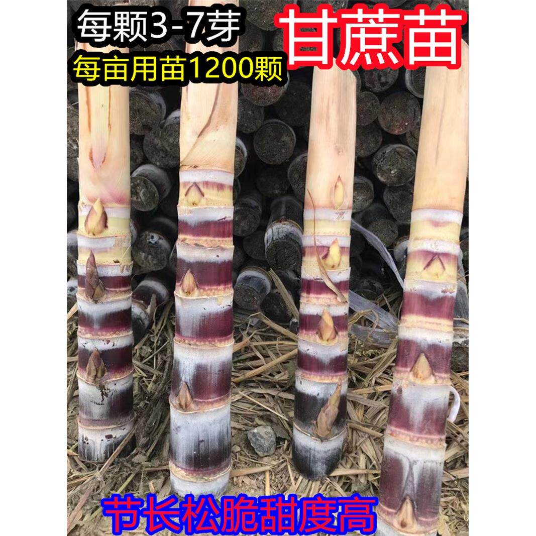 广西黑皮甘蔗苗种籽黄皮白玉脆甜高产清甜青皮甘蔗种苗种子带芽孢