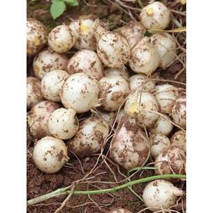 野葱种籽苦藠头种子野山葱薤白野菜小根蒜苦胡葱种籽农家蔬菜种子