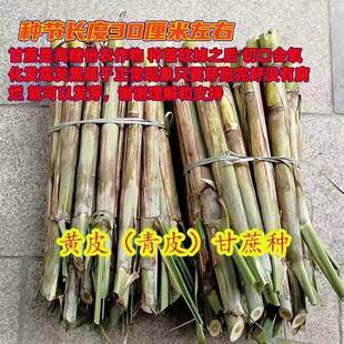 现砍广西黑皮果蔗种南北方甘蔗芽苗四季盆栽地栽水果种