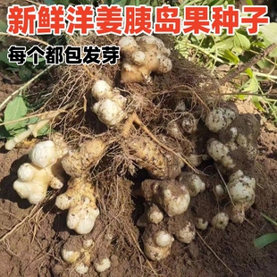 洋姜野生鬼子姜现挖菊芋种子农家种植姜腌制泡菜酱菜江西新鲜蔬菜