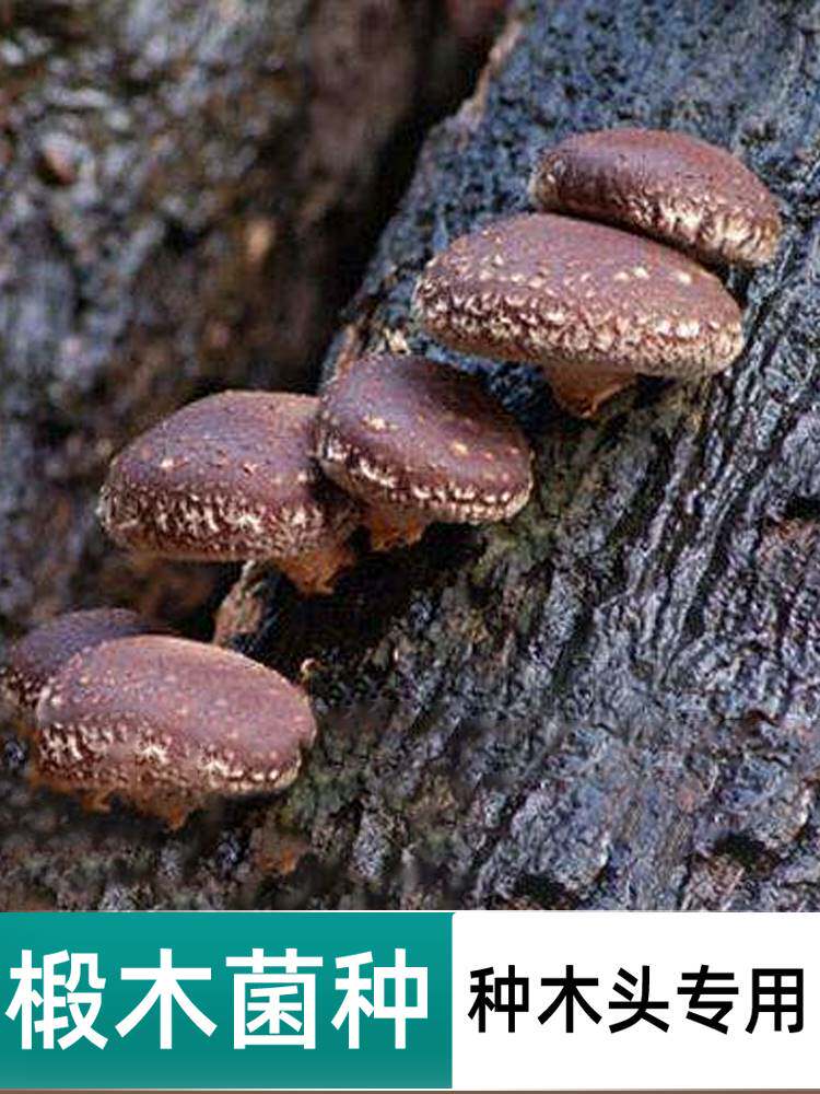 食用菌香菇椴木菌种平菇椴木耳灵芝菌种栽培种木头种蘑菇种木头