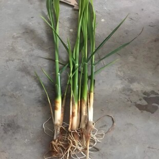 茭白苗种四季茭瓜苗交白苗种植水生菜苗早熟双季蔬菜秧苗高笋种苗