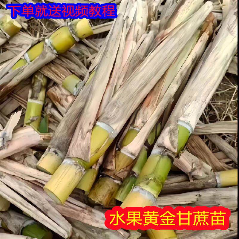 广西黑皮黄皮甘蔗苗南北方白玉种子带芽种植苗黄金水果甜甘蔗种苗