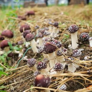 大球盖菇 赤松茸菌包菌种 蘑菇菌包 食用菌菌种家庭蘑菇盆栽阳台