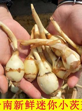 云南白茨菇种子现挖迷你小茨菇农家白慈姑苗新鲜白马蹄茨菰燕尾菇