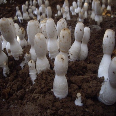 鸡腿菇包包土培种子食用菌