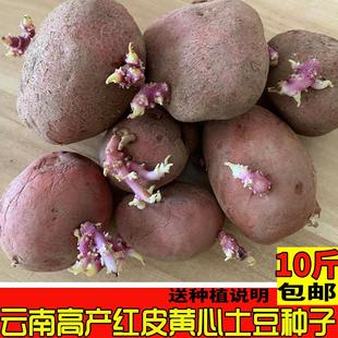 红皮土豆种子带芽10斤云南高产早熟红皮黄心洋芋种马铃薯种子邮政
