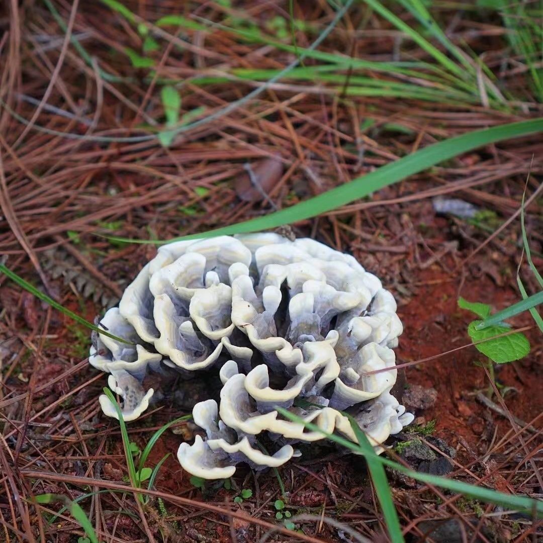 人工栽培野生干巴食用球菌