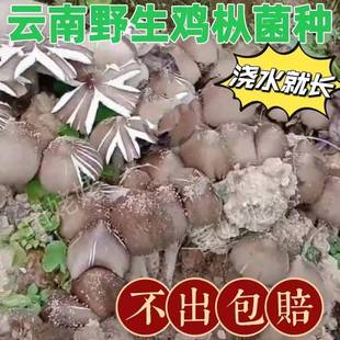 新款双孢菇蘑菇菌种白蘑菇菌种子食用菌盆栽阳台盆景种植