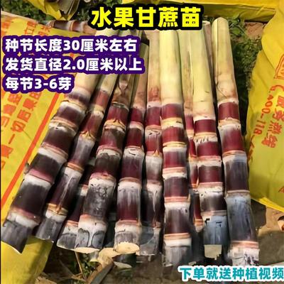 广西黑皮甘蔗苗种带芽孢种子种植黄金白玉水果甜甘蔗种苗黄皮大苗