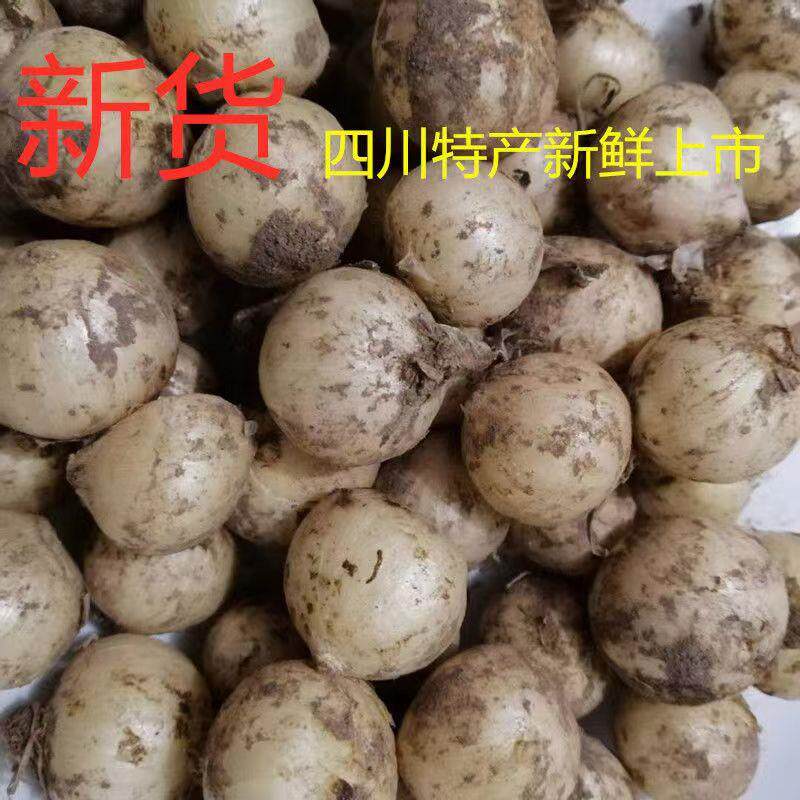 野葱种籽苦藠头种子小根蒜苦胡葱种籽农家蔬菜野山葱薤白野菜种子