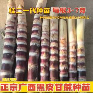 现砍广西黑皮果蔗种甘蔗芽苗南北方四季盆栽地栽水果种苗