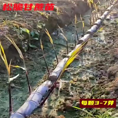 广西黑皮甘蔗种苗种子苗种南北方种植苗脆皮黄皮水果甘蔗苗青皮苗