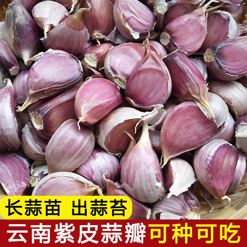 云南紫皮瓣蒜大蒜种子红皮大蒜头新干蒜米蒜苗出蒜苔可种可吃蒜子