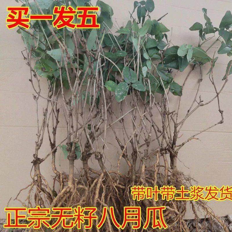 八月瓜苗当年结果无籽八月炸果苗紫树八月瓜树苗八月果树苗开心果