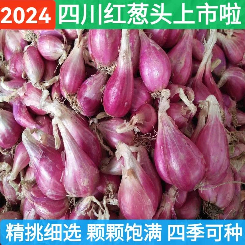 四川正宗农家四季红葱头小葱盆栽香葱火葱种子熬油植食用特价包邮