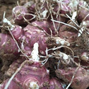 洋姜种子根 鬼菊芋洋姜 子姜种子 种苗 蔬菜姜不辣  腌菜泡菜