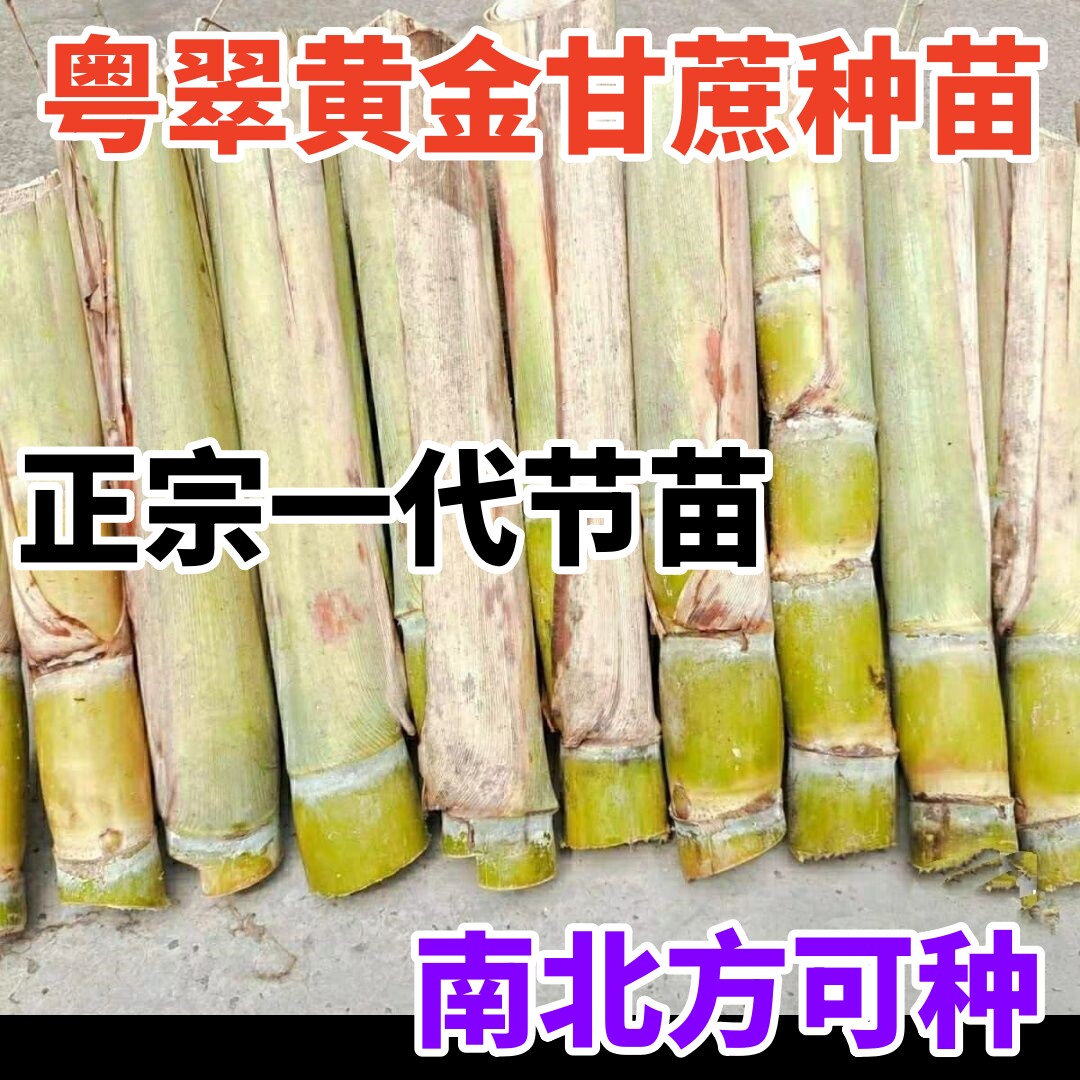 黑皮甘蔗苗种子四季南北方种植苗黄皮脆皮白玉青皮苗水果甘蔗种苗