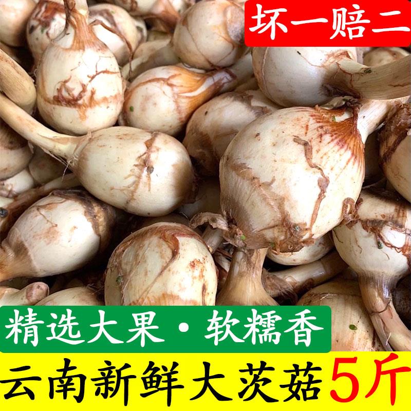 云南特产大茨菇种子野地白慈姑菇新鲜现挖马蹄种苗蔬菜燕尾紫茨菰