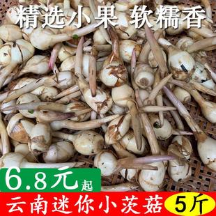 精选迷你小茨菇种子云南现挖新鲜紫慈姑白马蹄粉糯白茨菰野生燕尾