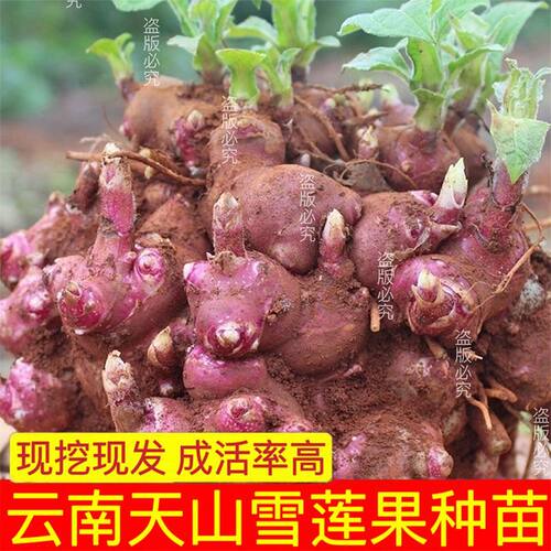 云南天山雪莲果种子苗株高产红心雪莲果苗种球籽活苗秧苗粉红奶奶