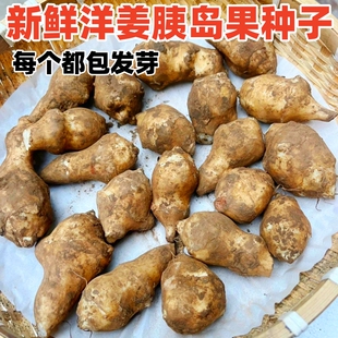 2024新鲜洋姜苗现挖鬼子姜姜种籽不辣菊芋胰岛果阳江种子自种子