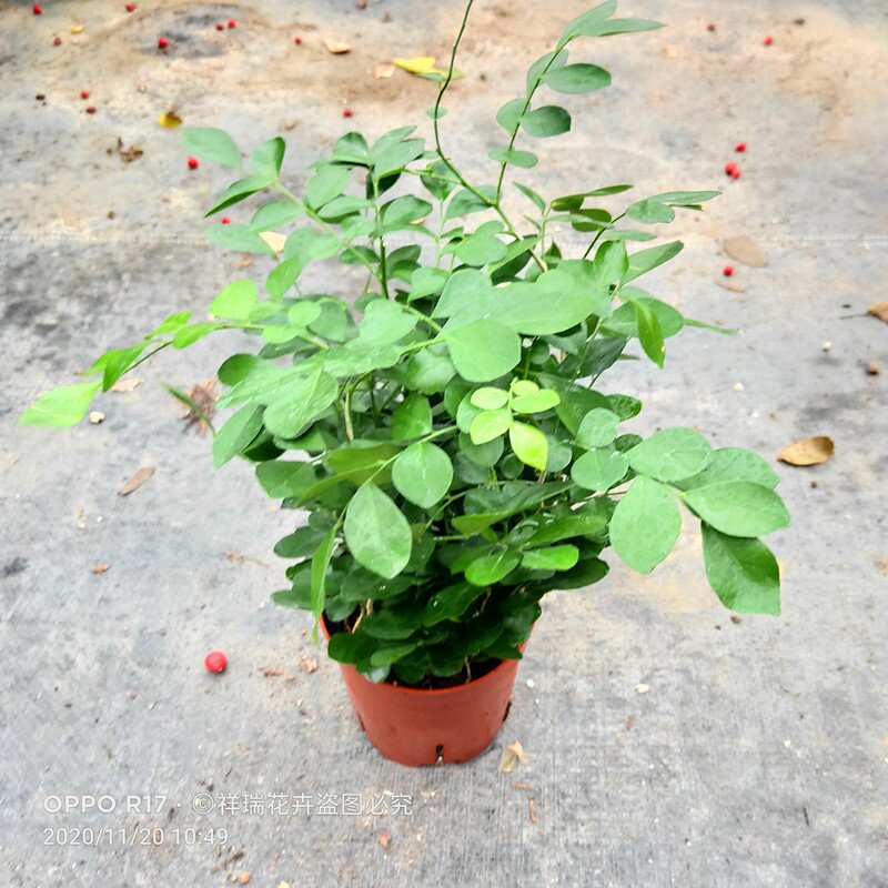 九里香花苗七l里香苗千里香花盆栽清香怡人驱蚊庭院植物四季长绿
