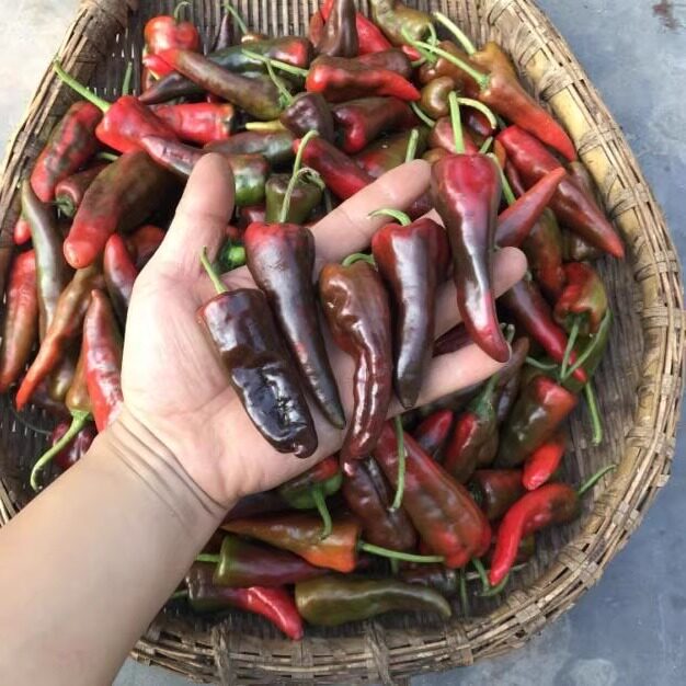 湖北农家自种露天土辣椒紫红辣椒鲜红辣椒乌红土辣椒做酱剁椒包邮