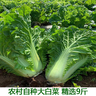农家自种大白菜青菜绿叶菜白菜新鲜软叶白菜新鲜青杂散叶白菜叶