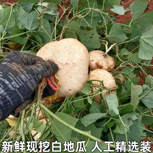 湖北宜昌土瓜湖北新鲜凉薯农家自种白地瓜小番薯沙葛根红豆薯蔬菜