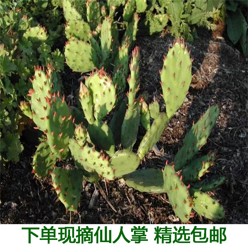 多肉植物仙人掌深山老林