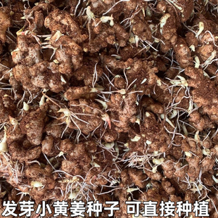 湖北小黄姜种子大姜生姜种植苗新鲜老姜姜芽姜苗月子姜催芽姜种籽